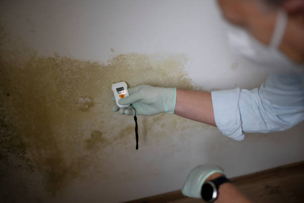 Best Black Mold Removal  in Tennessee Ridge, TN