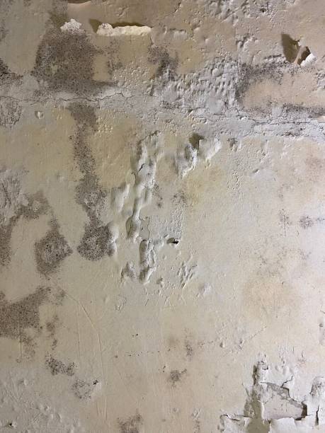 Mold Removal Process in Tennessee Ridge, TN