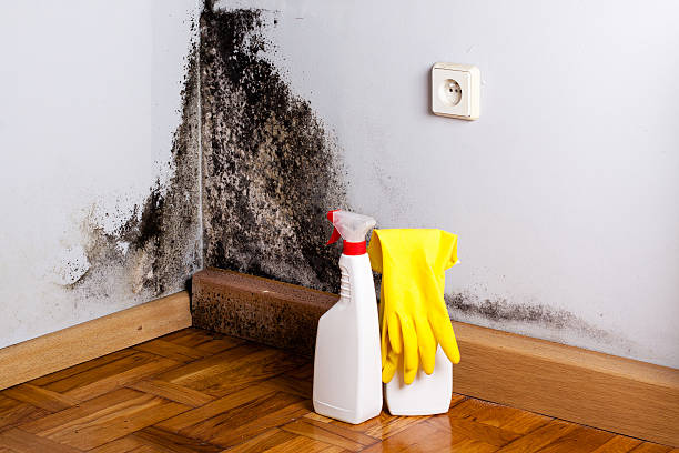 Mold Removal and Inspection in Tennessee Ridge, TN