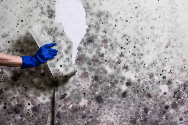 Best Home Mold Removal  in Tennessee Ridge, TN